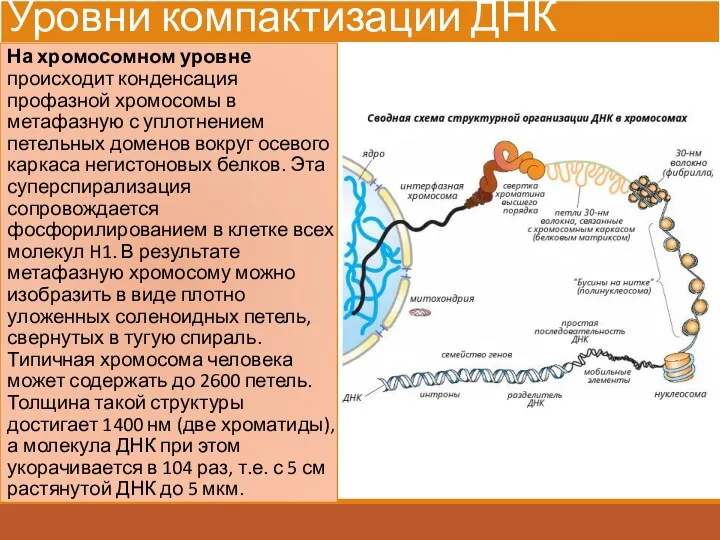 Уровни компактизации ДНК На хромосомном уровне происходит конденсация профазной хромосомы