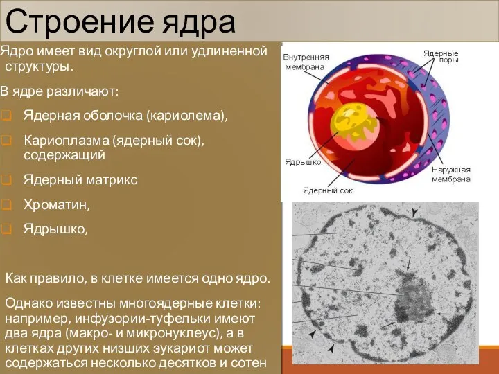 Строение ядра Ядро имеет вид округлой или удлиненной структуры. В