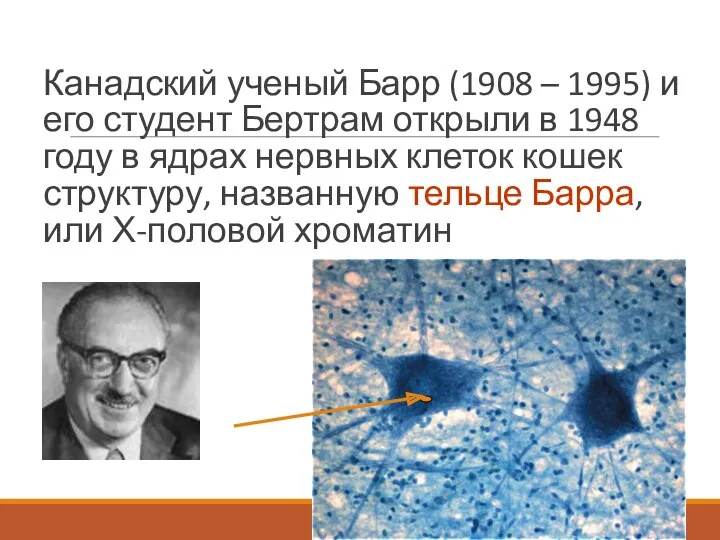 Канадский ученый Барр (1908 – 1995) и его студент Бертрам