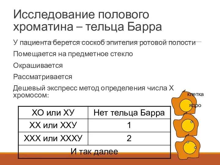 Исследование полового хроматина – тельца Барра У пациента берется соскоб