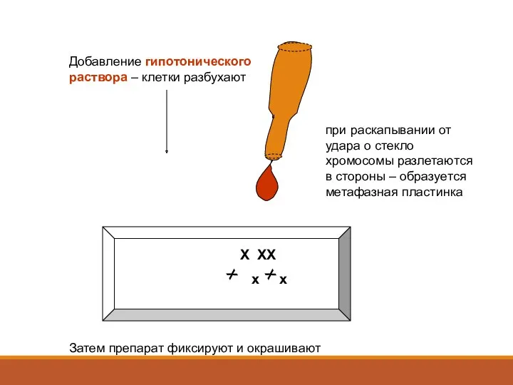 Добавление гипотонического раствора – клетки разбухают Х ХХ х х