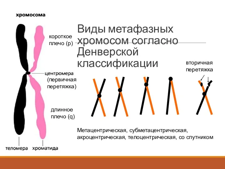 Виды метафазных хромосом согласно Денверской классификации Метацентрическая, субметацентрическая, акроцентрическая, телоцентрическая,