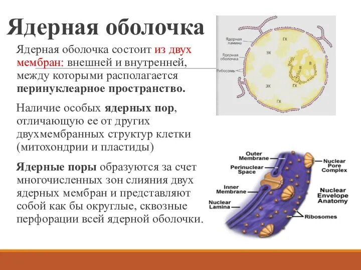 Ядерная оболочка Ядерная оболочка состоит из двух мембран: внешней и