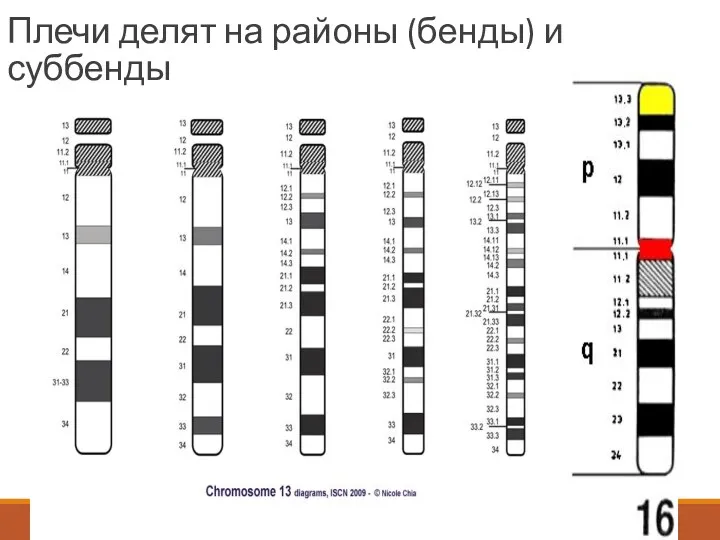 Плечи делят на районы (бенды) и суббенды