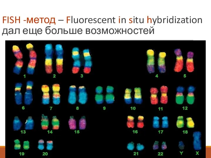 FISH -метод – Fluorescent in situ hybridization дал еще больше возможностей