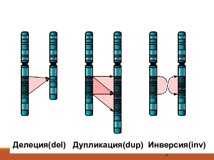 Делеция(del) Дупликация(dup) Инверсия(inv)