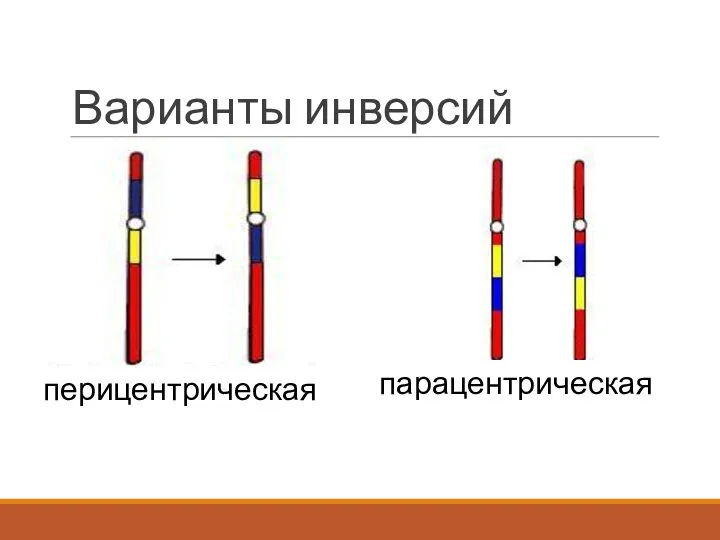 Варианты инверсий перицентрическая парацентрическая