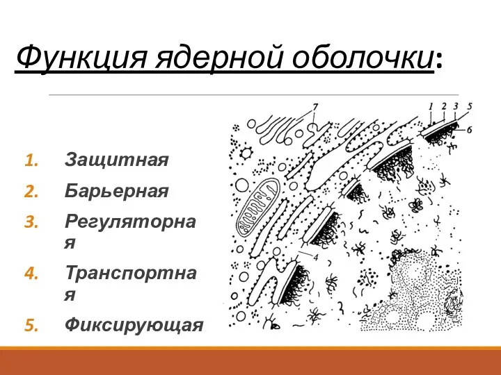 Функция ядерной оболочки: Защитная Барьерная Регуляторная Транспортная Фиксирующая