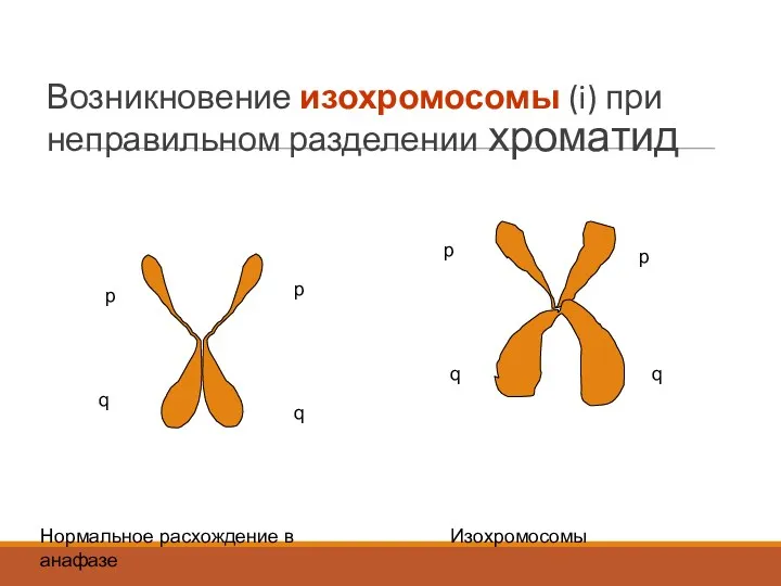 Возникновение изохромосомы (i) при неправильном разделении хроматид p q p