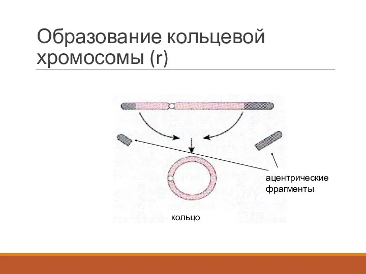 Образование кольцевой хромосомы (r) кольцо ацентрические фрагменты