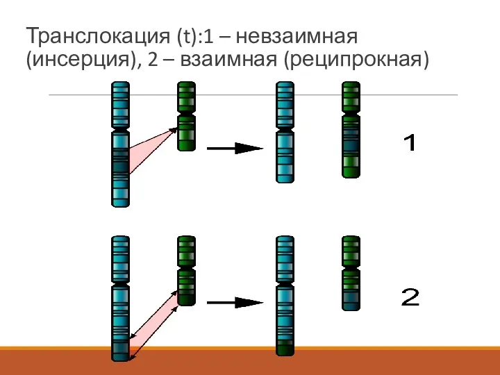 Транслокация (t):1 – невзаимная (инсерция), 2 – взаимная (реципрокная)