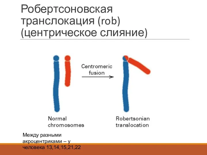 Робертсоновская транслокация (rob) (центрическое слияние) Между разными акроцентриками – у человека 13,14,15,21,22