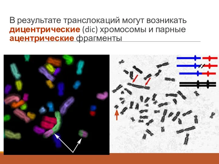 В результате транслокаций могут возникать дицентрические (dic) хромосомы и парные ацентрические фрагменты