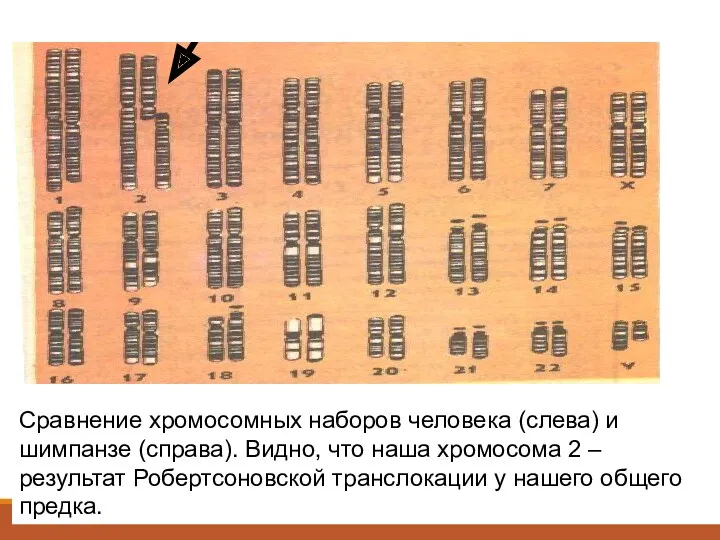 Сравнение хромосомных наборов человека (слева) и шимпанзе (справа). Видно, что