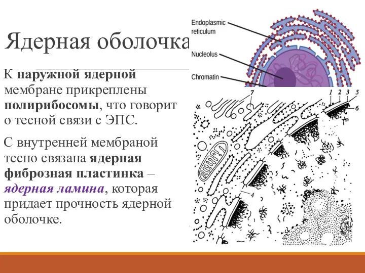 Ядерная оболочка К наружной ядерной мембране прикреплены полирибосомы, что говорит