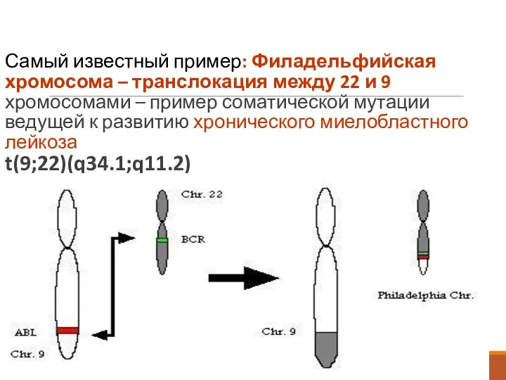 Самый известный пример: Филадельфийская хромосома – транслокация между 22 и