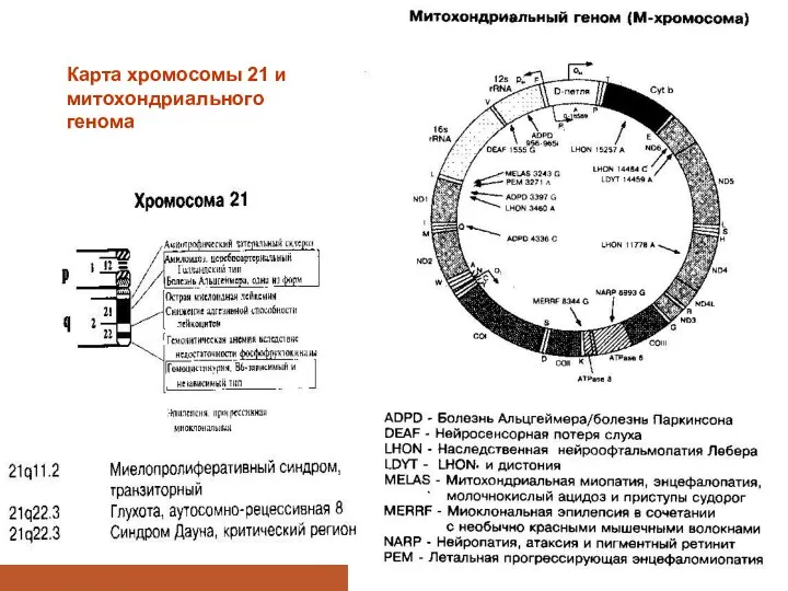 Карта хромосомы 21 и митохондриального генома