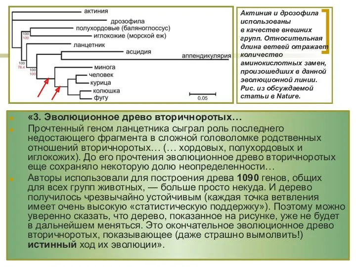 «3. Эволюционное древо вторичноротых… Прочтенный геном ланцетника сыграл роль последнего недостающего фрагмента в