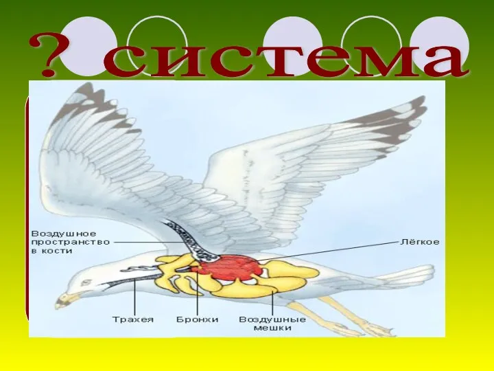 ? система Дыхательная система
