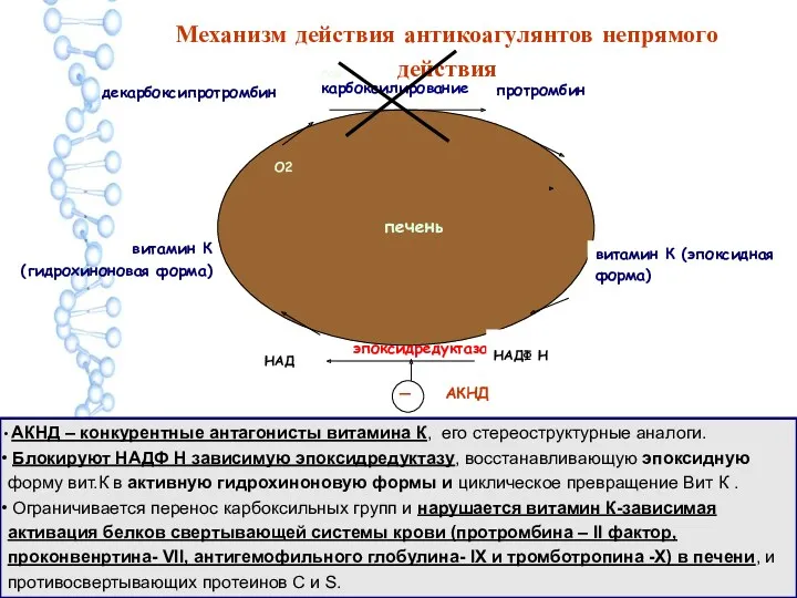 витамин К (гидрохиноновая форма) витамин К (эпоксидная форма) эпоксидредуктаза -