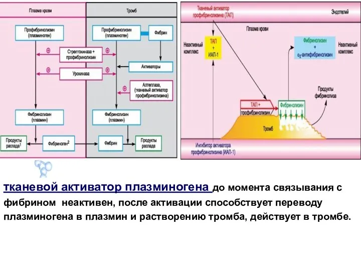 тканевой активатор плазминогена до момента связывания с фибрином неактивен, после