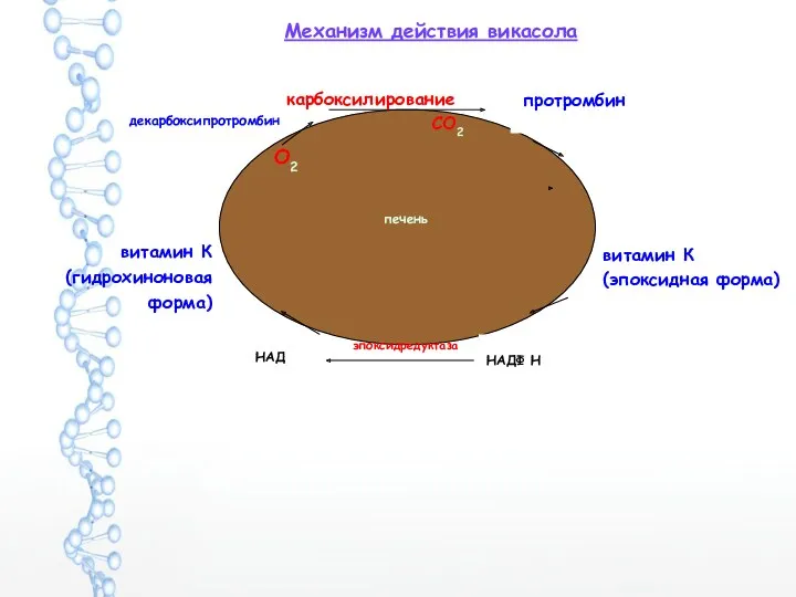витамин К (гидрохиноновая форма) эпоксидредуктаза О2 декарбоксипротромбин протромбин карбоксилирование СО2