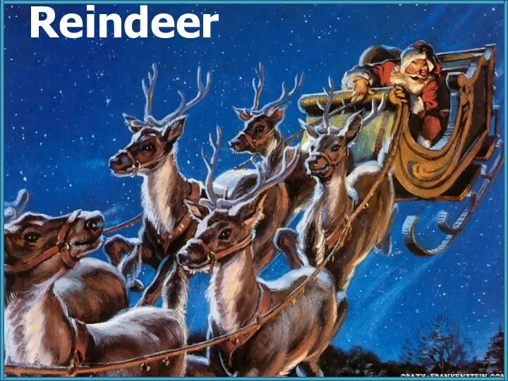 Reindeer