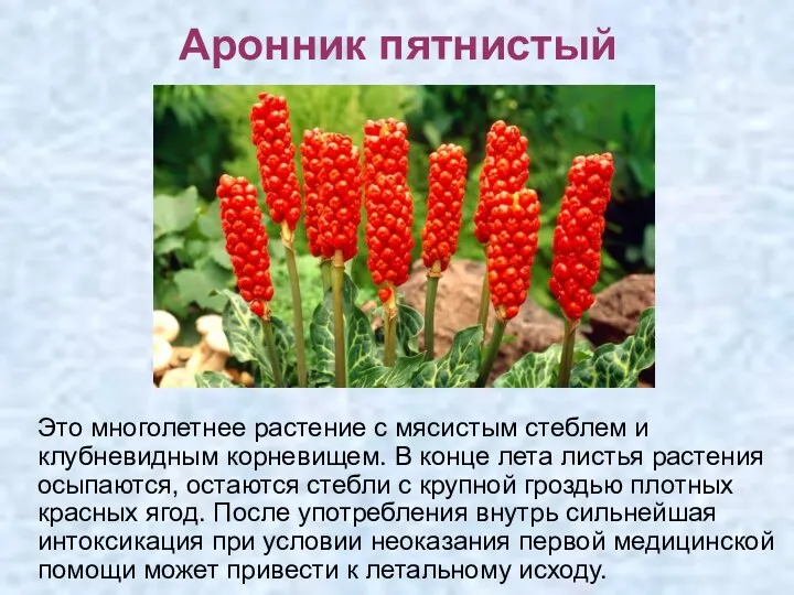 Аронник пятнистый Это многолетнее растение с мясистым стеблем и клубневидным