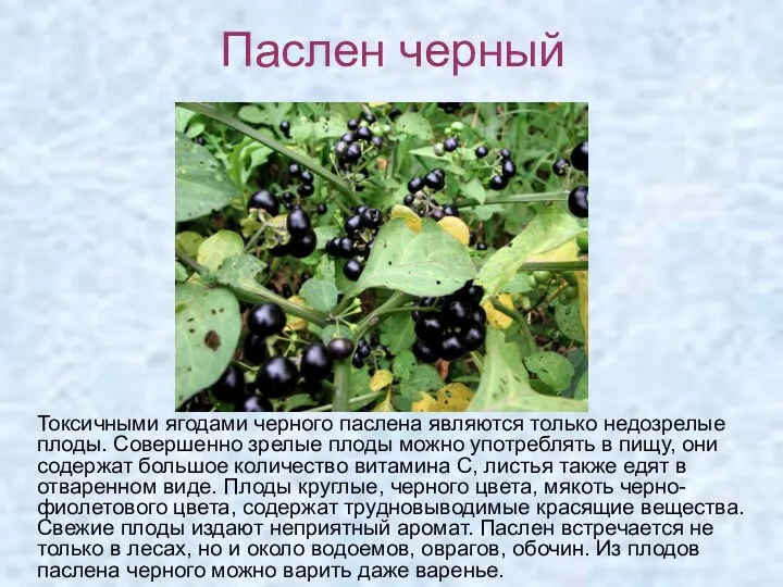 Паслен черный Токсичными ягодами черного паслена являются только недозрелые плоды.