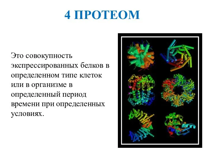 4 ПРОТЕОМ Это совокупность экспрессированных белков в определенном типе клеток или в организме