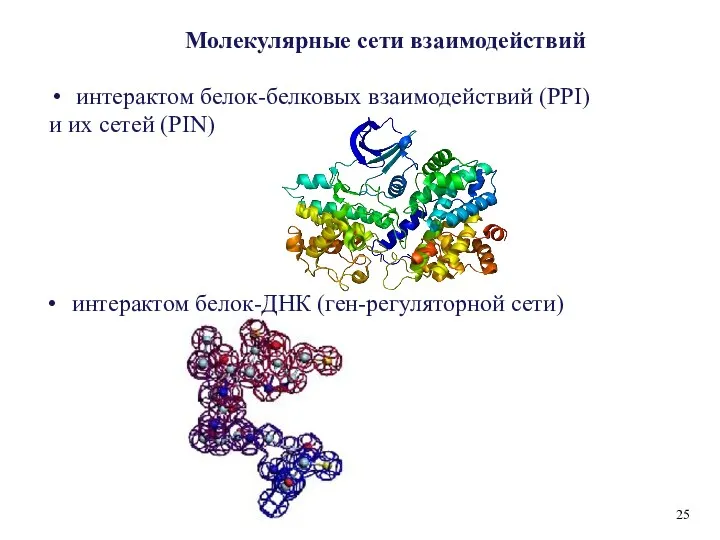 25 Молекулярные сети взаимодействий интерактом белок-белковых взаимодействий (PPI) и их сетей (PIN) интерактом белок-ДНК (ген-регуляторной сети)