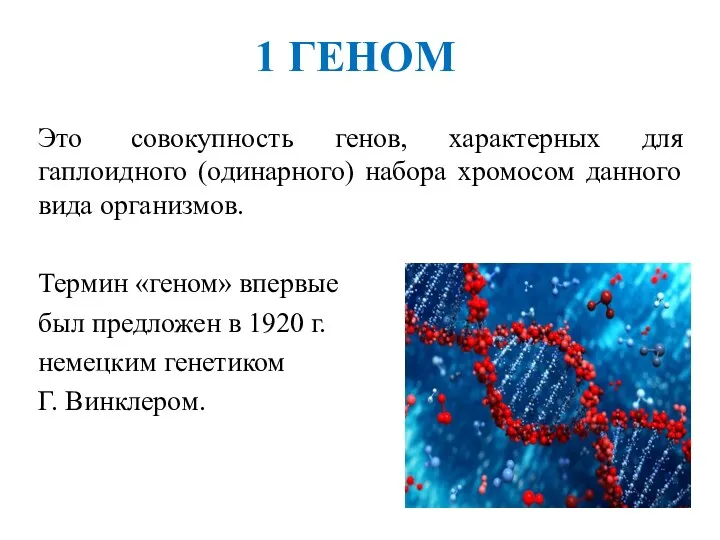 1 ГЕНОМ Это совокупность генов, характерных для гаплоидного (одинарного) набора хромосом данного вида