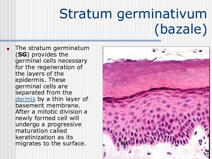 Stratum germinativum (bazale) The stratum germinatum (SG) provides the germinal