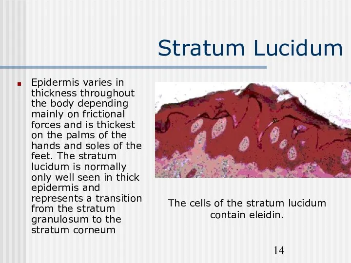 Stratum Lucidum Epidermis varies in thickness throughout the body depending