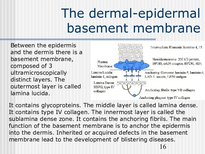 The dermal-epidermal basement membrane Between the epidermis and the dermis