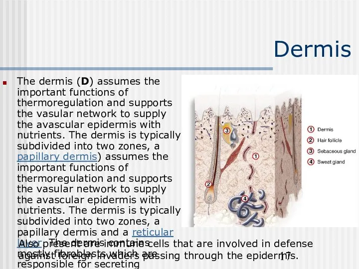 Dermis The dermis (D) assumes the important functions of thermoregulation
