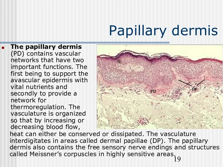 Papillary dermis The papillary dermis (PD) contains vascular networks that