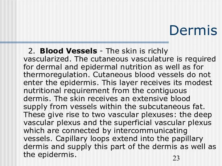 Dermis 2. Blood Vessels - The skin is richly vascularized.