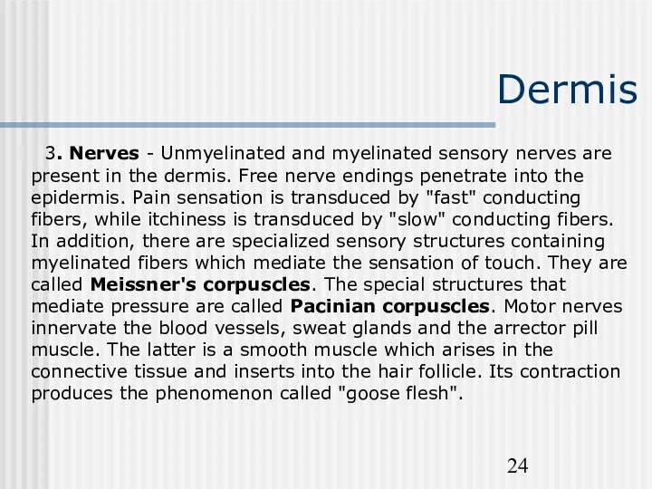 Dermis 3. Nerves - Unmyelinated and myelinated sensory nerves are