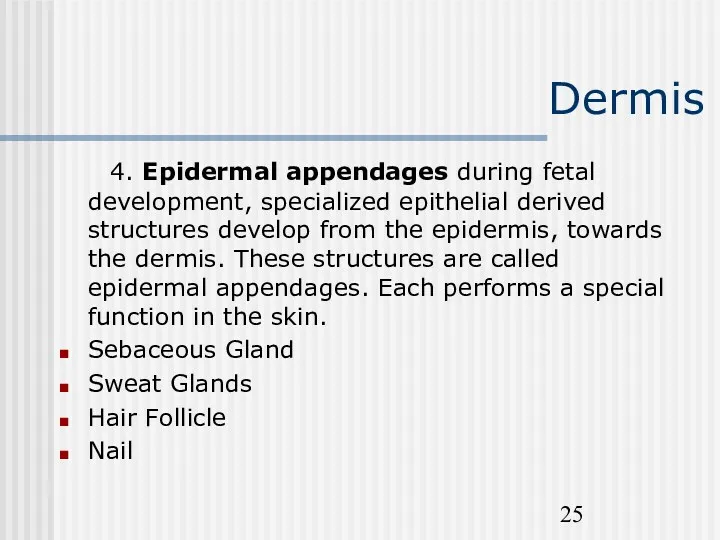 Dermis 4. Epidermal appendages during fetal development, specialized epithelial derived