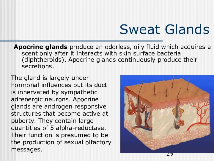 Sweat Glands Apocrine glands produce an odorless, oily fluid which