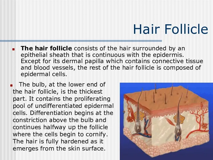 Hair Follicle The hair follicle consists of the hair surrounded