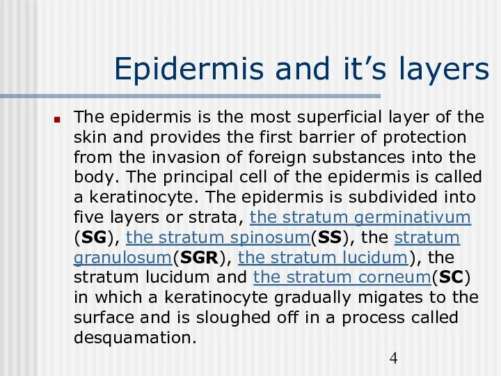 Epidermis and it’s layers The epidermis is the most superficial