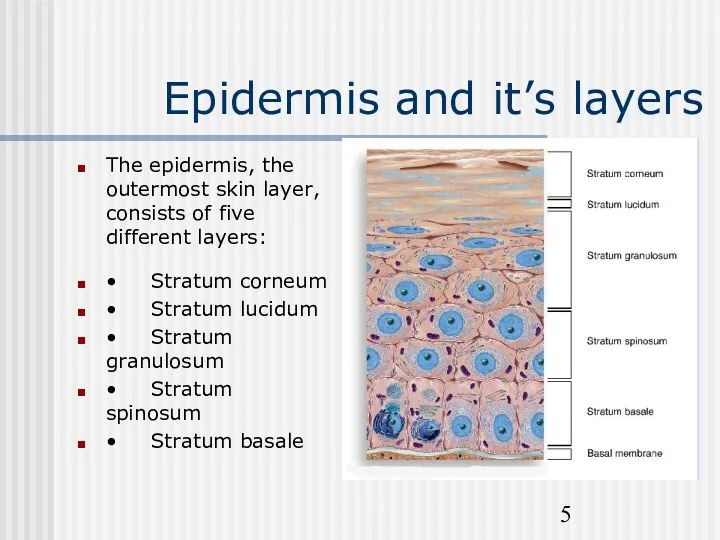 Epidermis and it’s layers The epidermis, the outermost skin layer,
