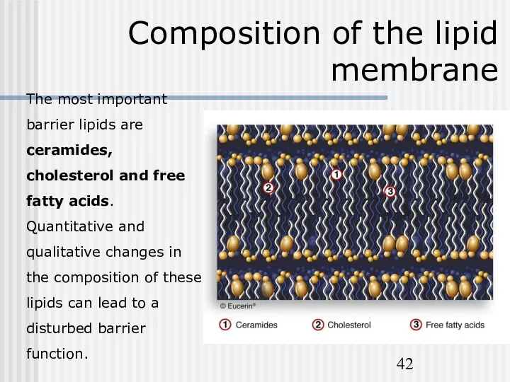 Composition of the lipid membrane The most important barrier lipids