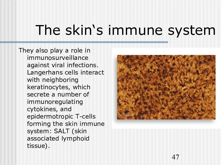 The skin‘s immune system They also play a role in