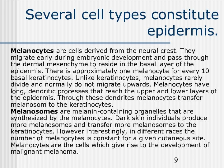 Several cell types constitute epidermis. Melanocytes are cells derived from