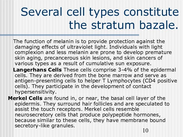 Several cell types constitute the stratum bazale. The function of