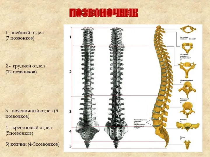 позвоночник 1 - шейный отдел (7 позвонков) 2 - грудной