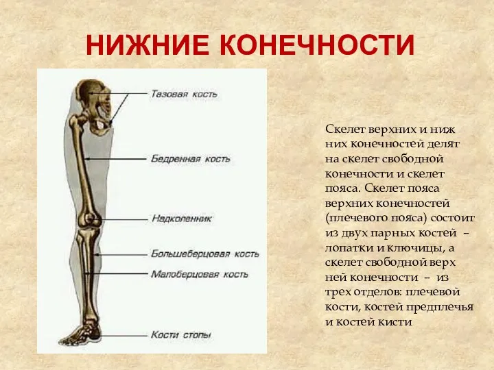 НИЖНИЕ КОНЕЧНОСТИ Скелет верхних и ниж­них конечностей делят на ске­лет